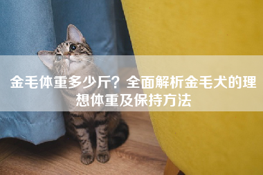 金毛体重多少斤？全面解析金毛犬的理想体重及保持方法
