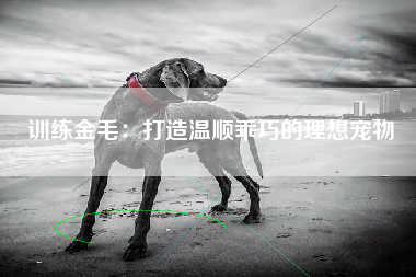 训练金毛：打造温顺乖巧的理想宠物