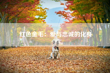 红色金毛：爱与忠诚的化身