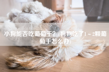 小狗能否吃葡萄干？(狗狗吃了1～2颗葡萄干怎么办)