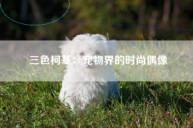 三色柯基：宠物界的时尚偶像