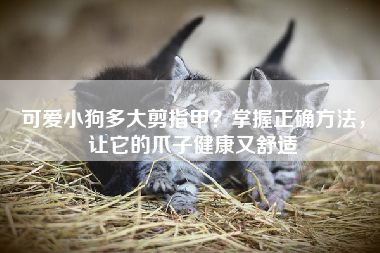 可爱小狗多大剪指甲？掌握正确方法，让它的爪子健康又舒适