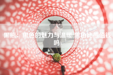 黑熊：黑色的魅力与温暖(黑色比熊值钱吗)