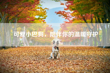 可爱小巴狗，陪伴你的温暖守护