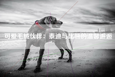 可爱毛绒伙伴：泰迪与比熊的温馨邂逅