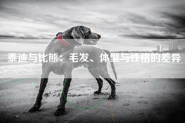 泰迪与比熊：毛发、体型与性格的差异