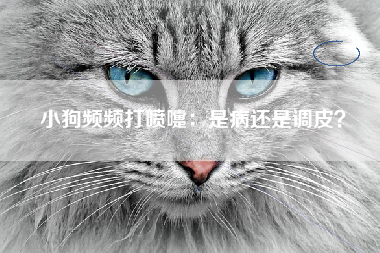 小狗频频打喷嚏：是病还是调皮？
