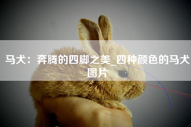 马犬：奔腾的四脚之美_四种颜色的马犬图片