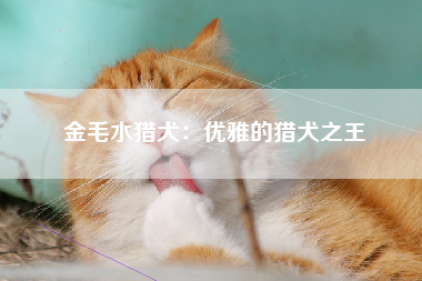金毛水猎犬：优雅的猎犬之王