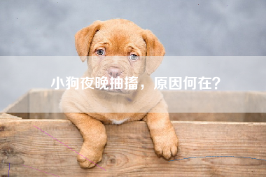 小狗夜晚抽搐，原因何在？