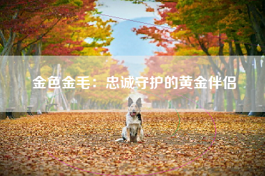 金色金毛：忠诚守护的黄金伴侣