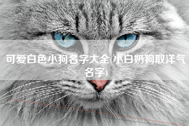 可爱白色小狗名字大全(小白奶狗取洋气名字)