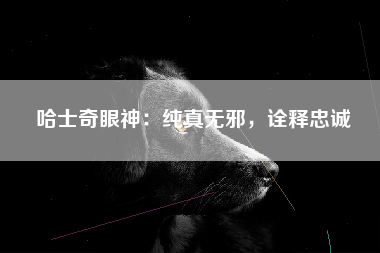 哈士奇眼神：纯真无邪，诠释忠诚
