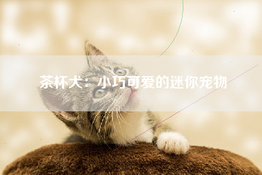 茶杯犬：小巧可爱的迷你宠物