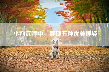 小狗沉睡中，展现五种优美睡姿
