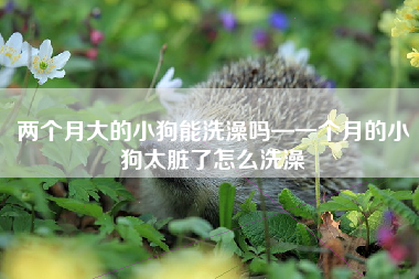 两个月大的小狗能洗澡吗—一个月的小狗太脏了怎么洗澡