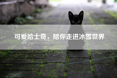 可爱哈士奇，陪你走进冰雪世界