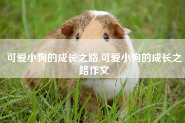 可爱小狗的成长之路,可爱小狗的成长之路作文