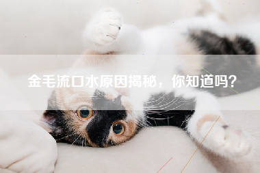 金毛流口水原因揭秘，你知道吗？
