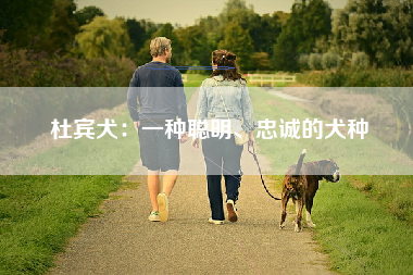 杜宾犬：一种聪明、忠诚的犬种
