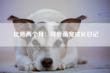 比熊两个月：可爱萌宠成长日记