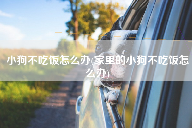 小狗不吃饭怎么办(家里的小狗不吃饭怎么办)
