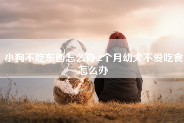 小狗不吃东西怎么办;2个月幼犬不爱吃食怎么办