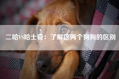 二哈VS哈士奇：了解这两个狗狗的区别