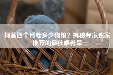 柯基四个月吃多少狗粮？揭秘专家独家推荐的最佳喂养量
