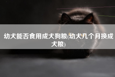 幼犬能否食用成犬狗粮(幼犬几个月换成犬粮)