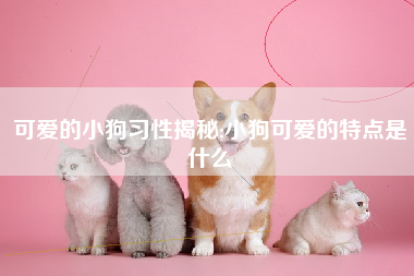 可爱的小狗习性揭秘;小狗可爱的特点是什么