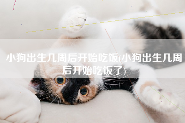 小狗出生几周后开始吃饭(小狗出生几周后开始吃饭了)
