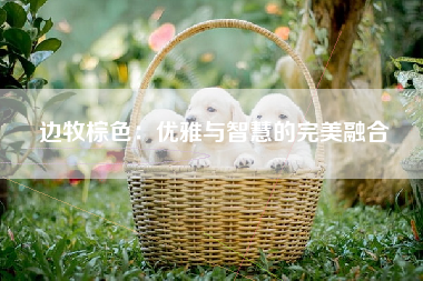 边牧棕色：优雅与智慧的完美融合