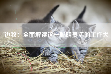 边牧：全面解读这一聪明灵活的工作犬