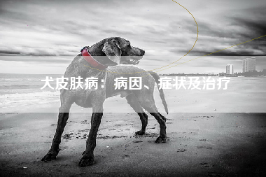 犬皮肤病：病因、症状及治疗