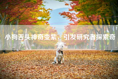 小狗舌头神奇变紫，引发研究者探索奇迹