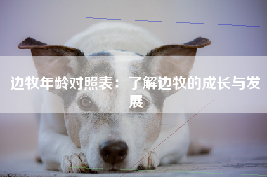 边牧年龄对照表：了解边牧的成长与发展
