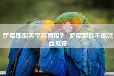 萨摩耶能否享用西瓜？_萨摩耶能不能吃西瓜皮