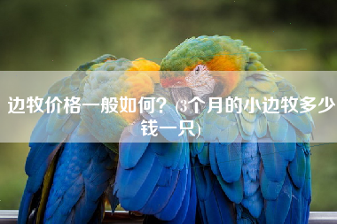 边牧价格一般如何？(3个月的小边牧多少钱一只)