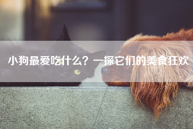 小狗最爱吃什么？一探它们的美食狂欢