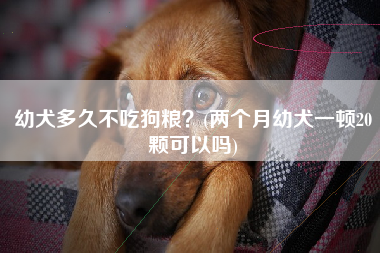 幼犬多久不吃狗粮？(两个月幼犬一顿20颗可以吗)