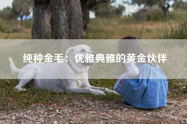 纯种金毛：优雅典雅的黄金伙伴