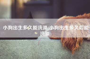 小狗出生多久能洗澡(小狗出生多久后能洗澡)