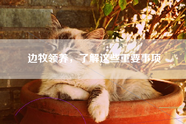 边牧领养，了解这些重要事项
