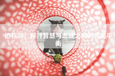 边牧叫：探寻智慧与忠诚之间的完美平衡