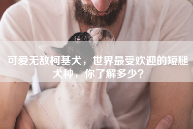 可爱无敌柯基犬，世界最受欢迎的短腿犬种，你了解多少？