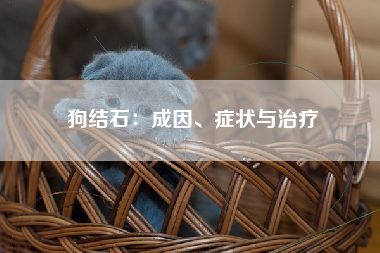 狗结石：成因、症状与治疗
