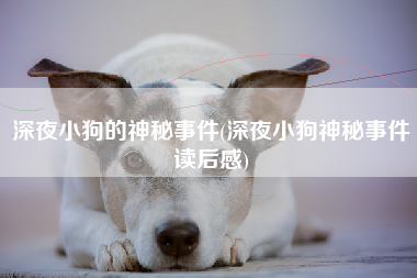 深夜小狗的神秘事件(深夜小狗神秘事件读后感)
