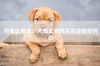 可爱比熊犬：天真无邪的笑容温暖你的心