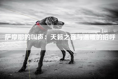 萨摩耶的叫声：天籁之音与温暖的招呼
